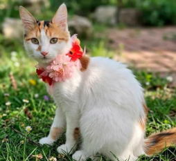 Soy una bebita con 6 meses recién cumplido. Ya estoy vacunada, esterilizada y con chip.