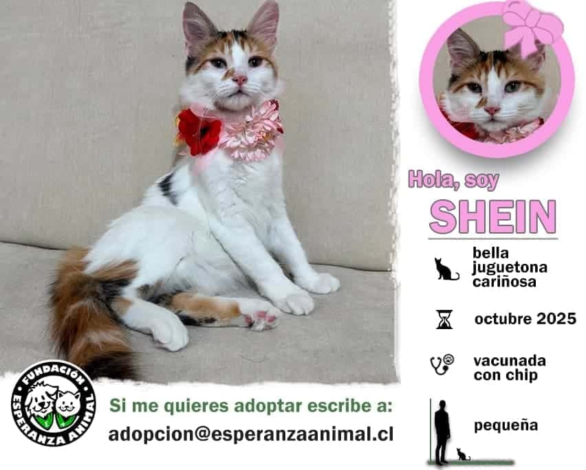 Soy una bebita con 5 meses recién cumplido. Ya estoy vacunada, con chip y prontamente me esterilizan