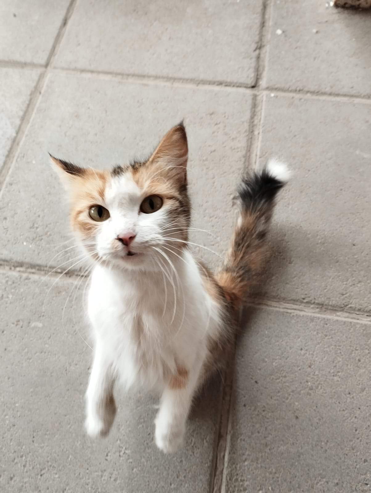 Una gatita tricolor tipo angora 