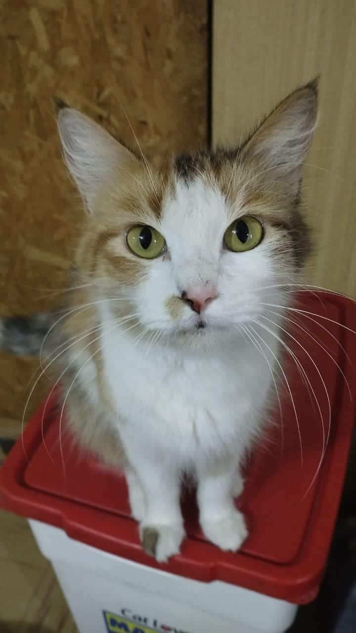 Una gatita tricolor tipo angora 