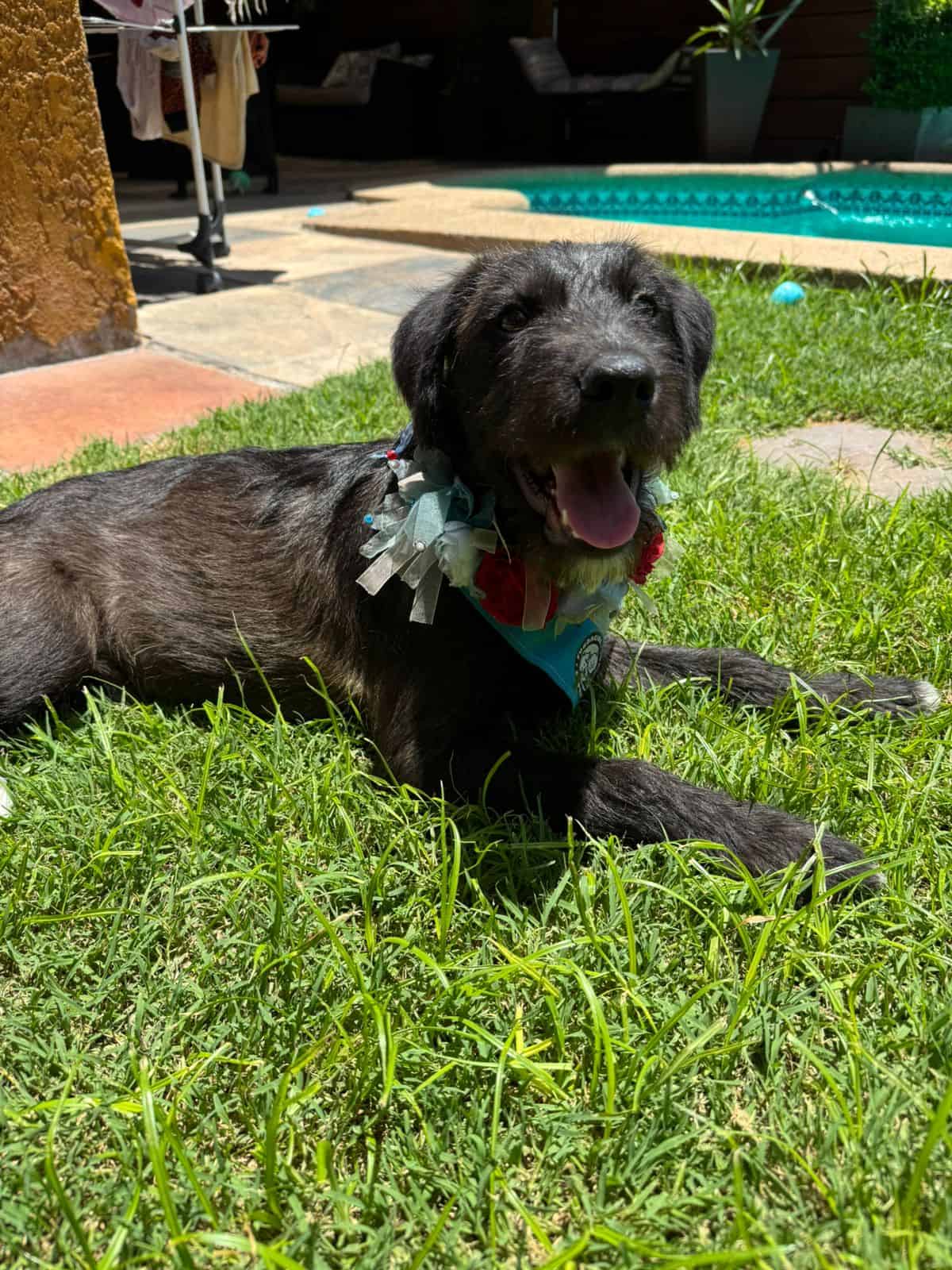 Soy un perrito mestizo con mezcla de schnauzer, color negro con una pequeña "barbita" blanca, tengo las orejitas caídas. 