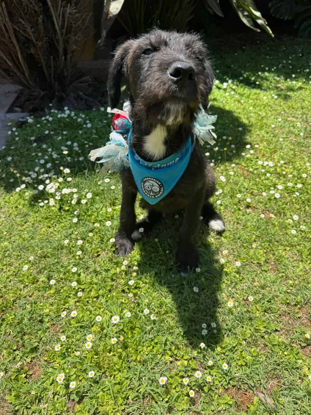 Soy un perrito mestizo con mezcla de schnauzer, color negro con una pequeña "barbita" blanca, tengo las orejitas caídas. 