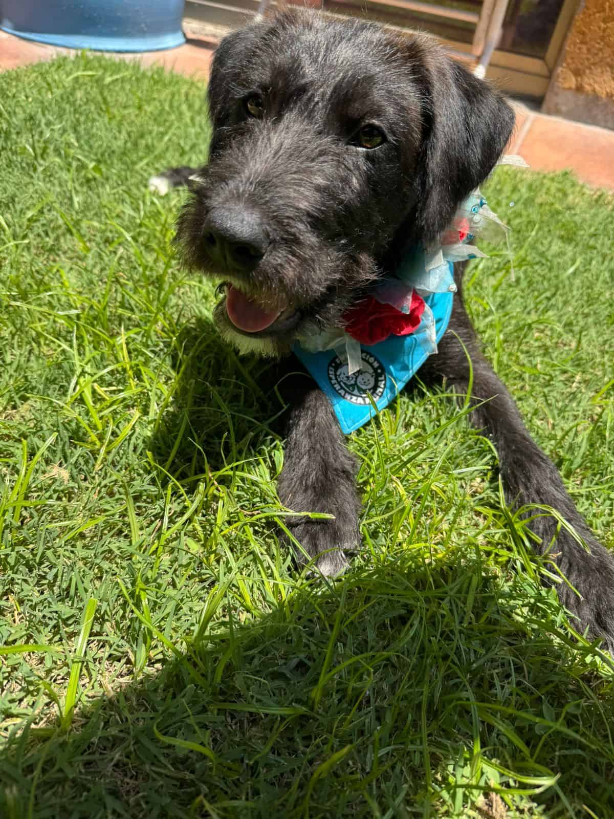 Soy un perrito mestizo con mezcla de schnauzer, color negro con una pequeña "barbita" blanca, tengo las orejitas caídas. 