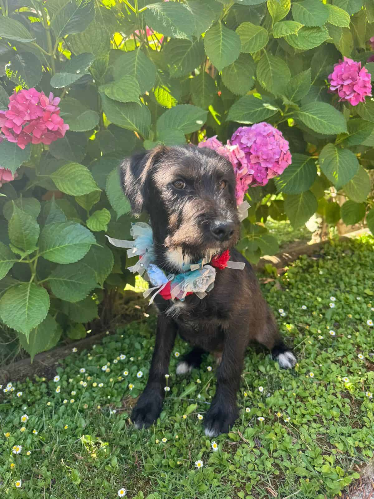 Soy un perrito mestizo con mezcla de schnauzer, color negro con una pequeña "barbita" blanca, tengo las orejitas caídas. 