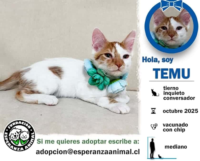 Soy un bebito con 5 meses recién cumplido. Ya estoy vacunado, con chip y prontamente me esterilizan