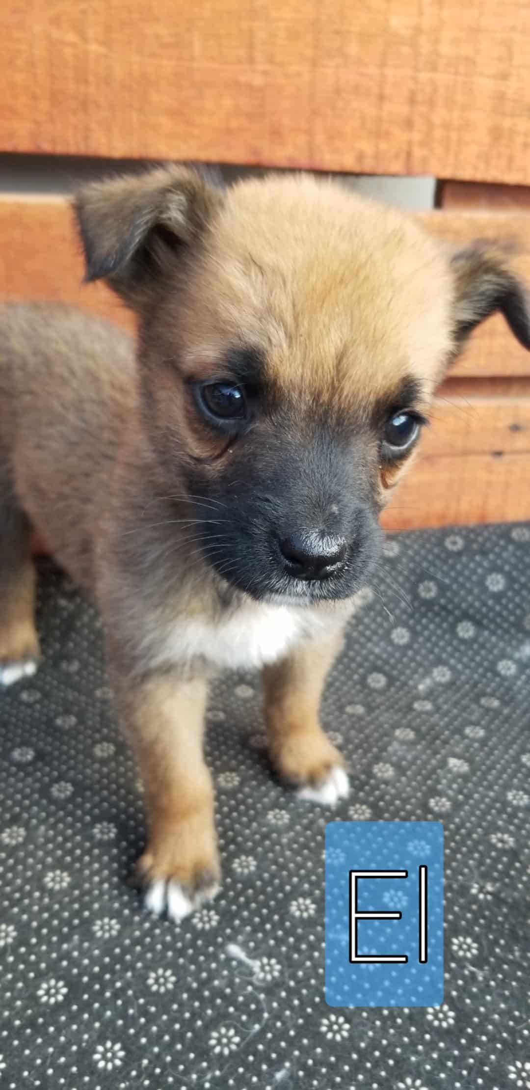 Cachorro de mamá boxer, es el más pequeño de sus hermanos, pelaje corto y color castaño.