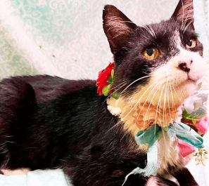 Soy un gatito de aprox 8 años de vida. Ya estoy vacunado, esterilizado y con chip.