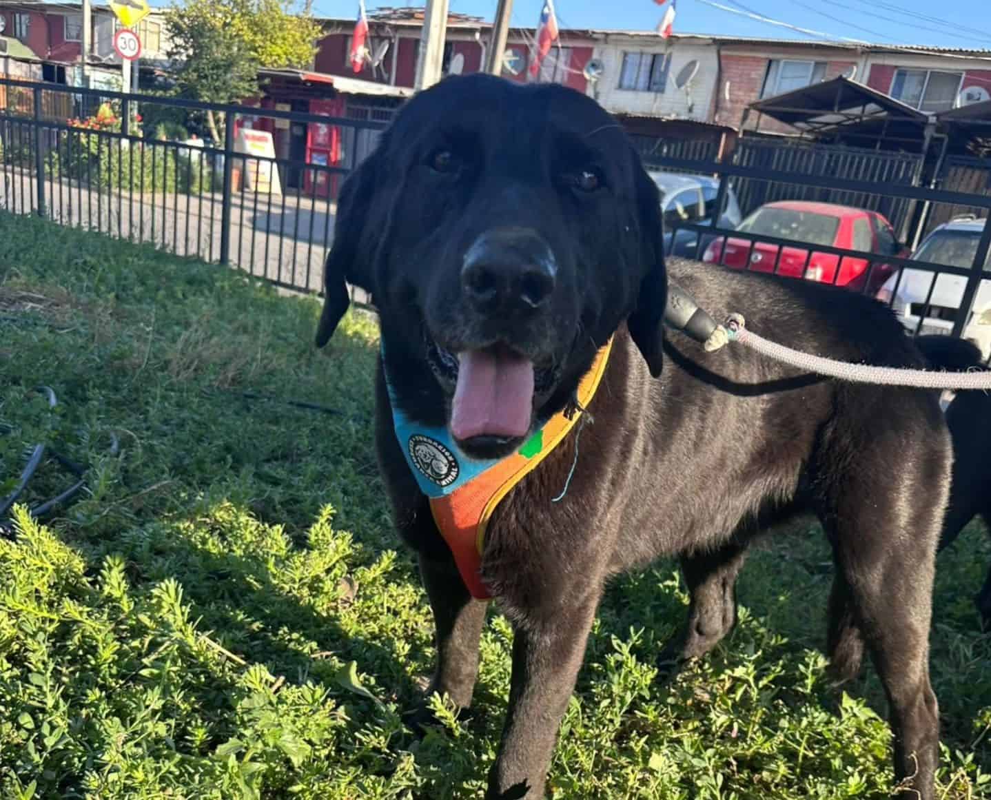 Soy de raza labrador, tamaño grande y negro. 