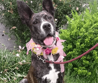 Soy una perrita de aprox 3 años de vida. Ya estoy esterilizada, vacunada y con chip.​​​​​​​

