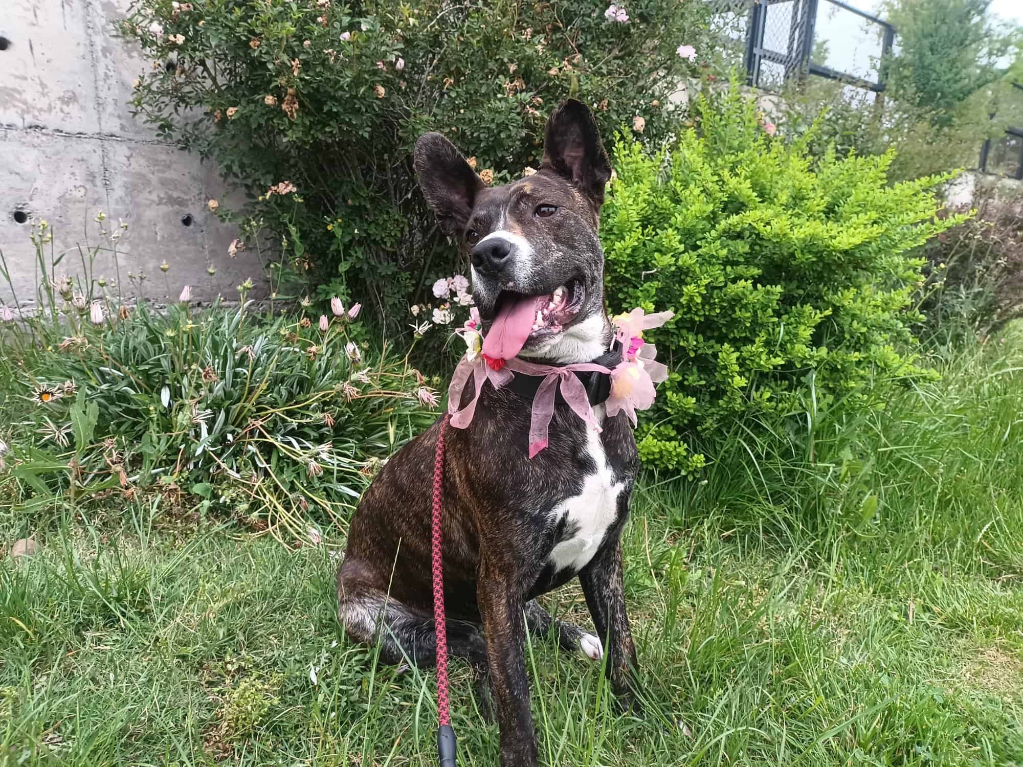 Soy una perrita con diferentes colores de manchas en mi cuerpo, orejas largas y paradas.