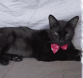 Soy una gatita con menos de 3 años de vida. 

Ya estoy vacunada, esterilizada y con chip,
